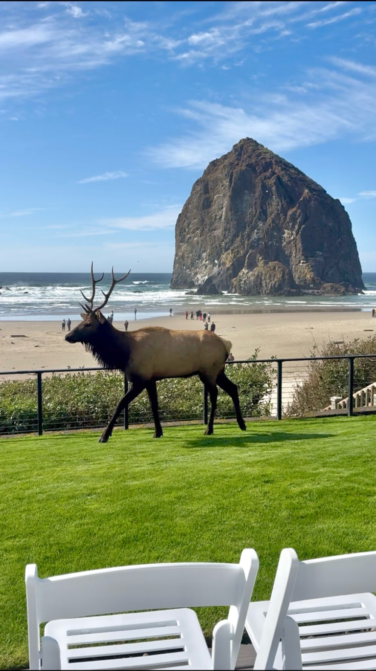 Bull elk wandering through a Cannon Beach wedding venue near Haystack Rock.