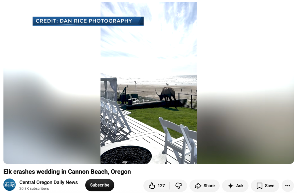 elk crashes wedding